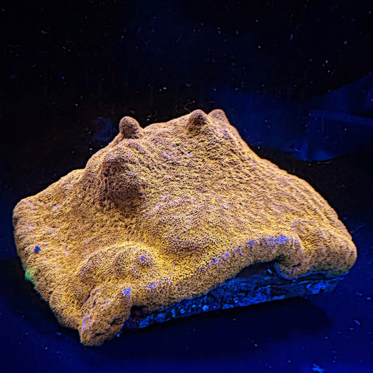 Almost WYSIWYG Watermelon Psammacora Large Frag
