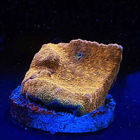 Watermelon Psammacora Frag