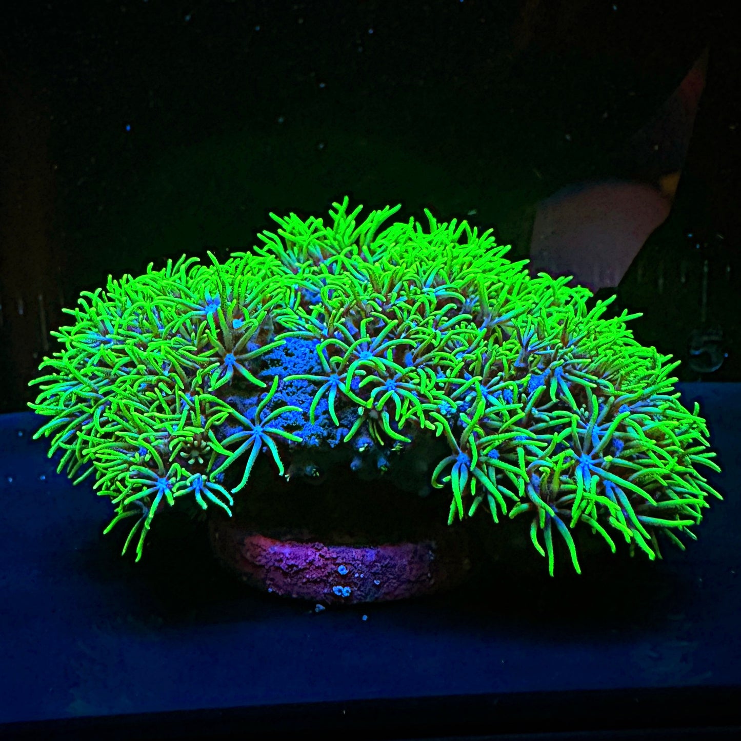 GSP Frag
