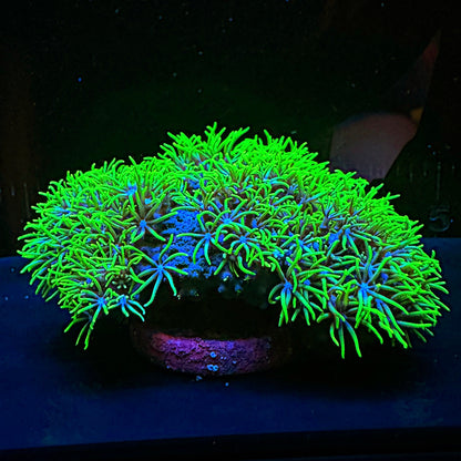 GSP Frag