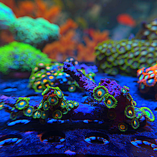 WYSIWYG Wild Zoa Frag #1105