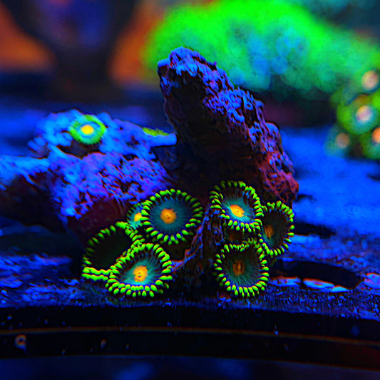 WYSIWYG Wild Zoa Frag #1106