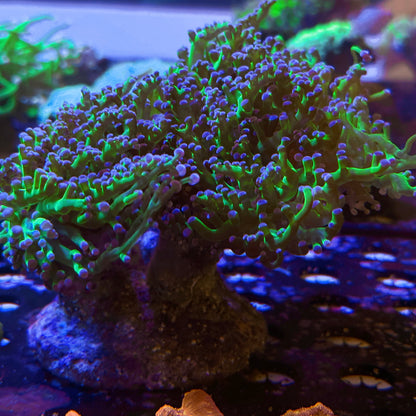 Almost WYSIWYG Purple Tip Frogspawn *price per head* #1028