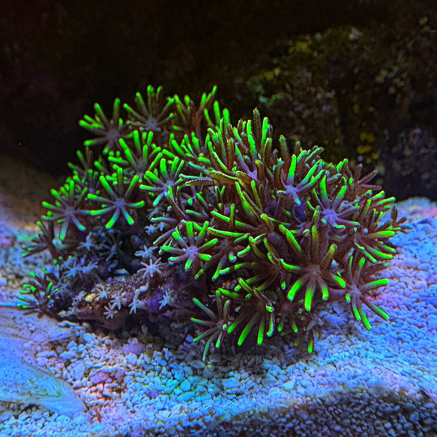 GSP Frag