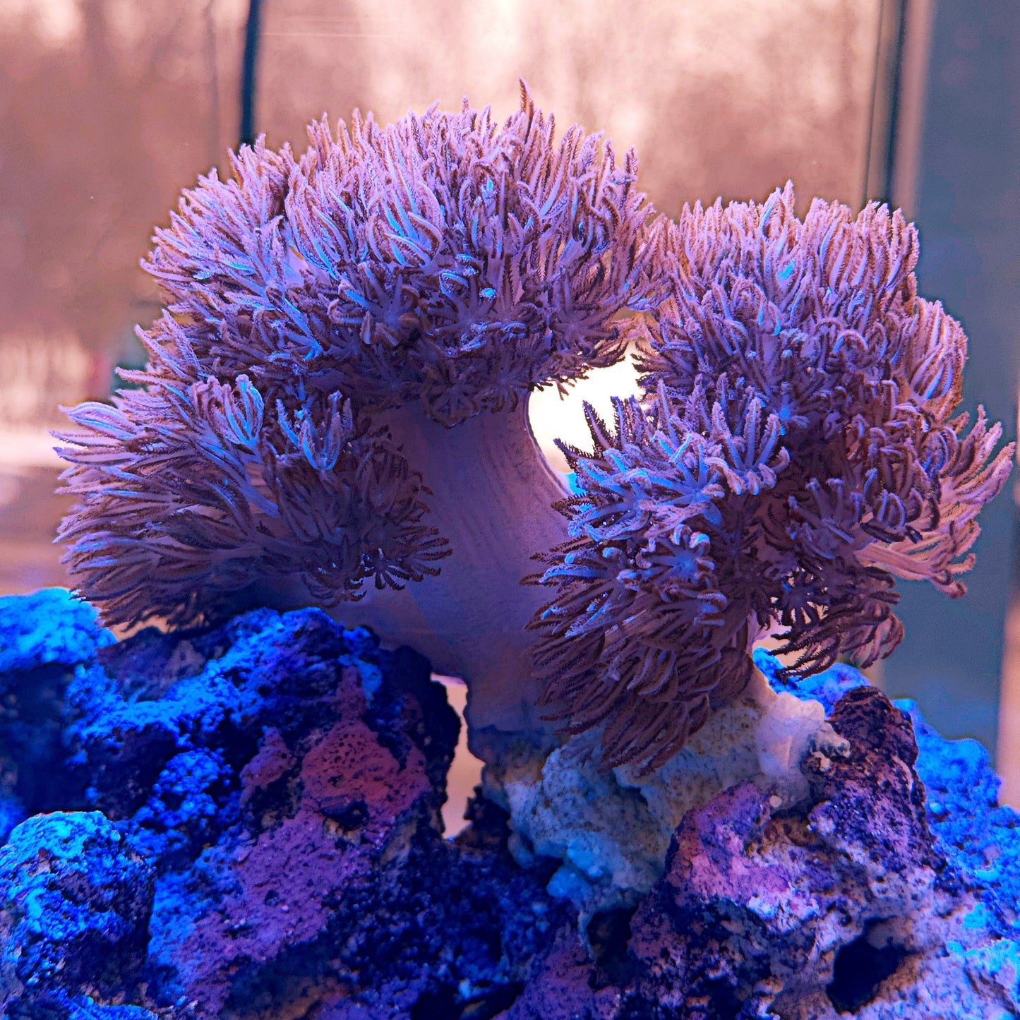 Large Frag Red Xenia