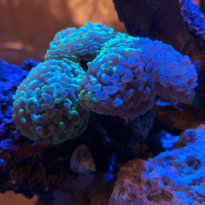 Splatter Branching Hammer *price per head*
