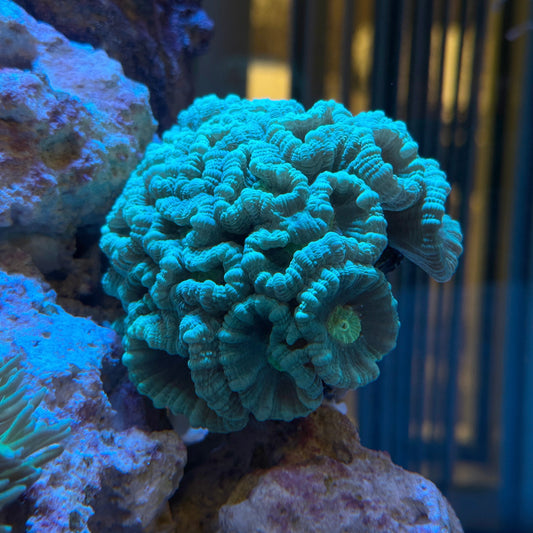 WYSIWYG Candycane Large Colony