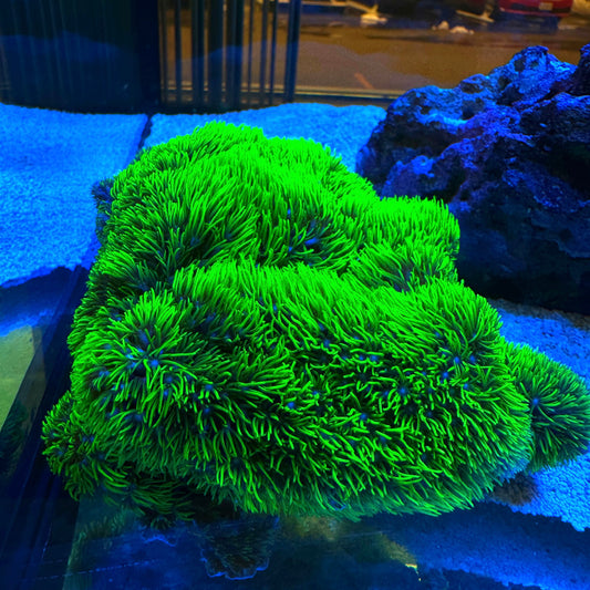 Branching Green Star Polyp