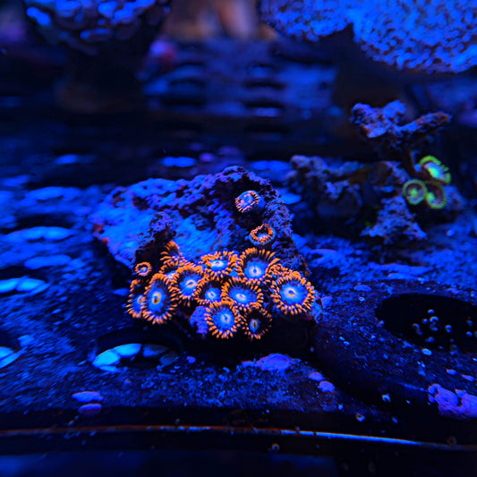 WYSIWYG Wild Zoa Frag #1115