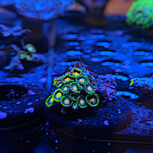 WYSIWYG Wild Zoa Frag #1116