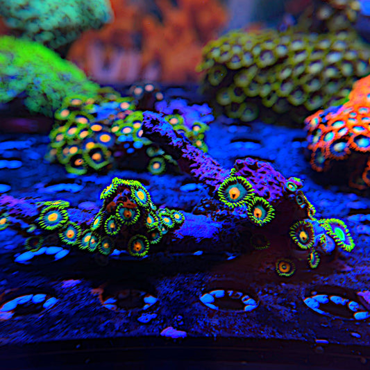 WYSIWYG Wild Zoa Frag #1117