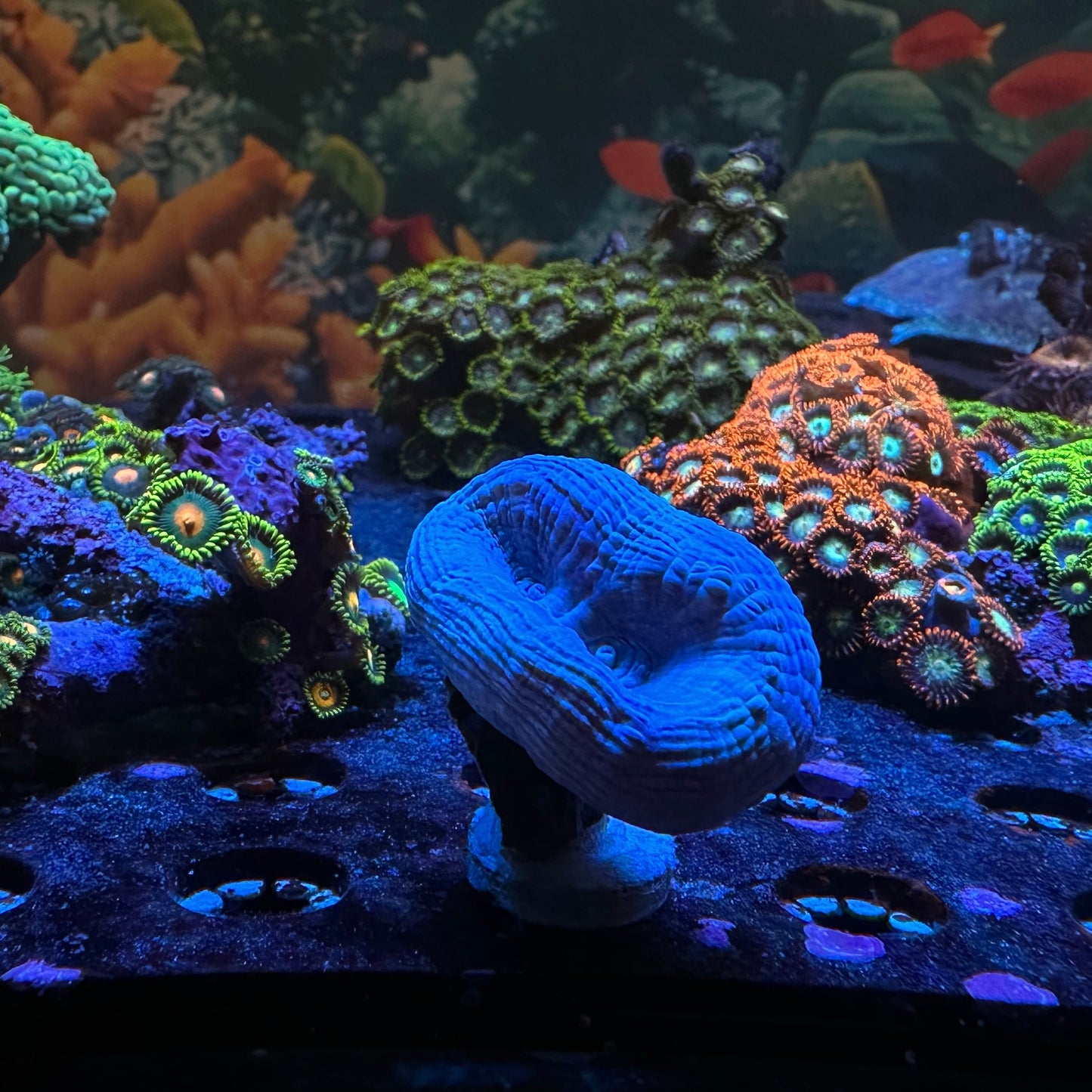 WYSIWYG Purple Candy Cane Frag