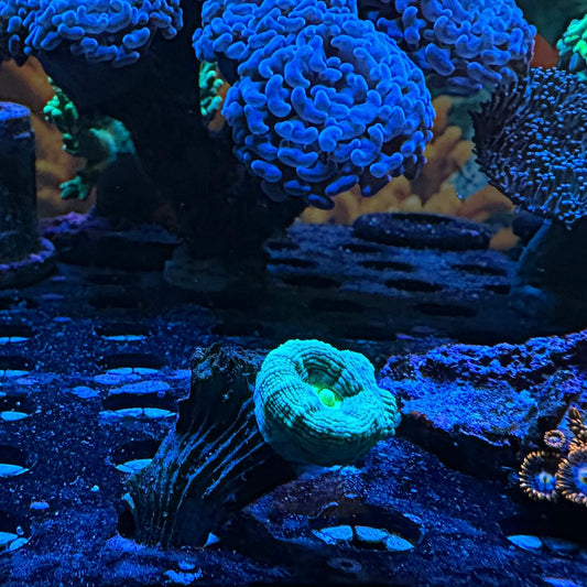 WYSIWYG Teal Candy Cane Frag
