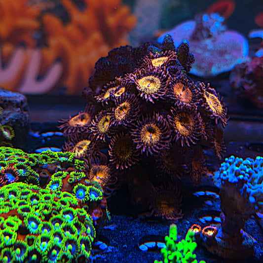 WYSIWYG Zoa Garden #1121