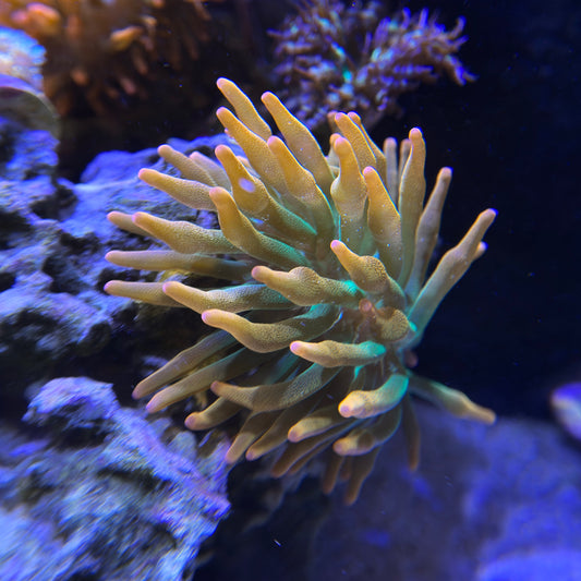 Rainbow Anemone