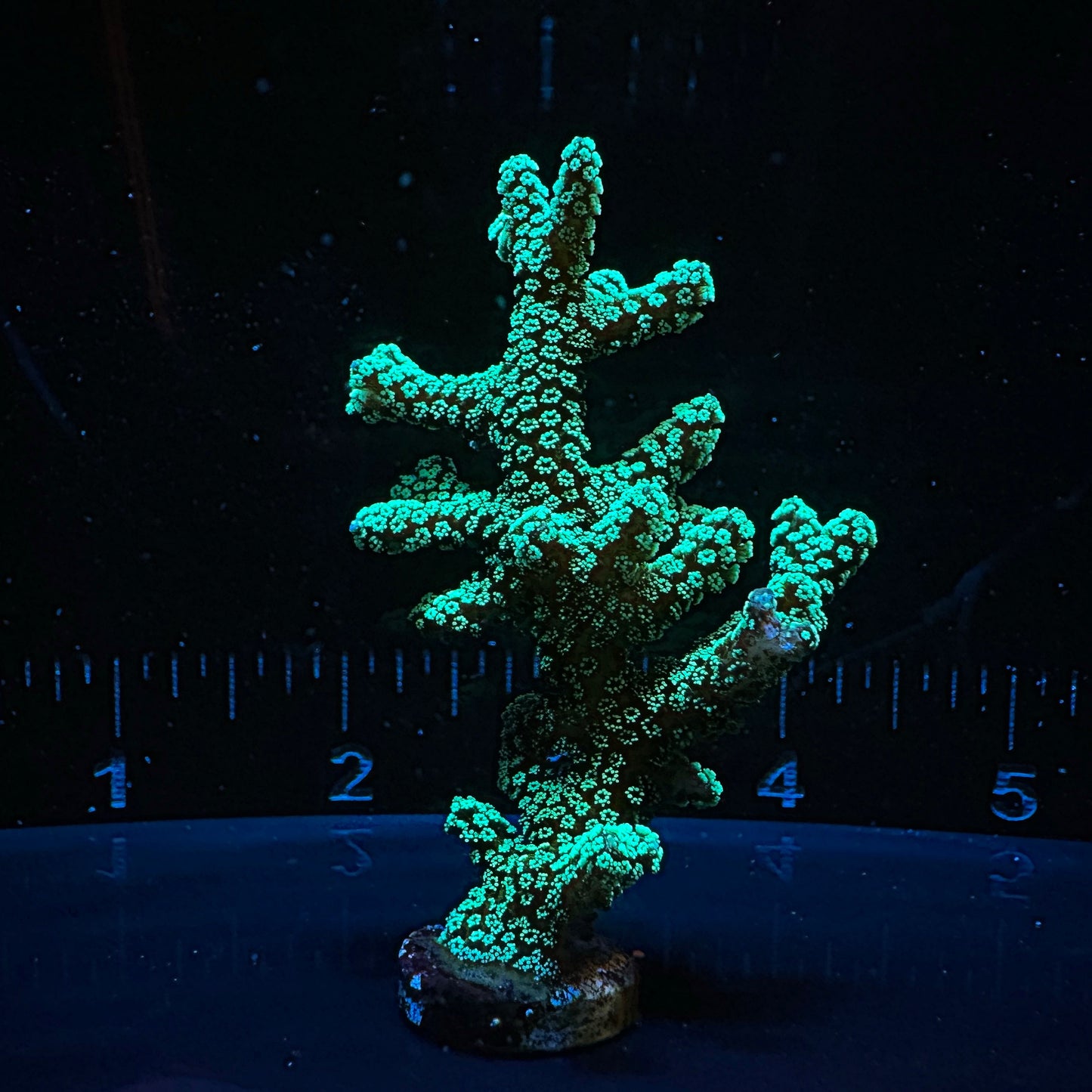 Green Birdsnest Frag