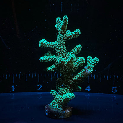 Green Birdsnest Frag