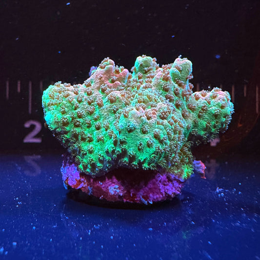 WYSIWYG Bill Murray Chunk Frag #1179