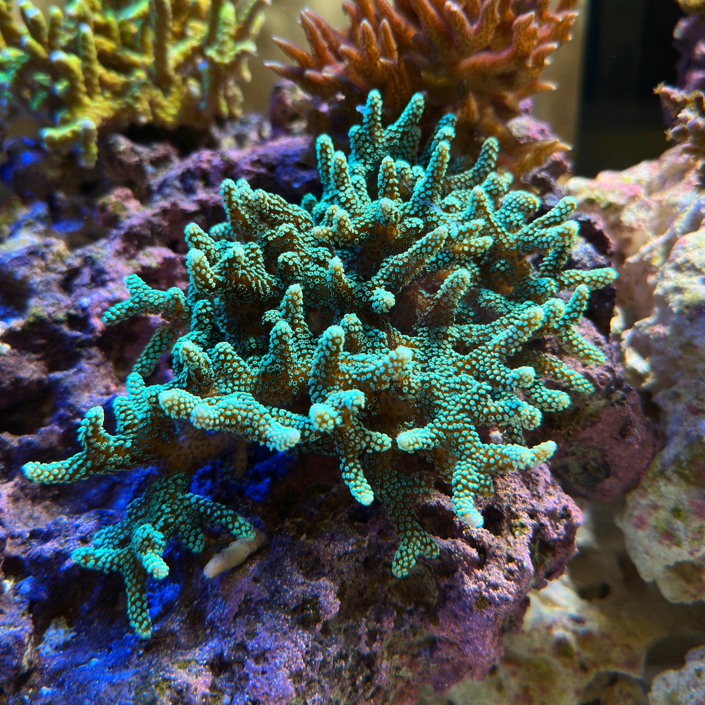 Green Birdsnest Colony