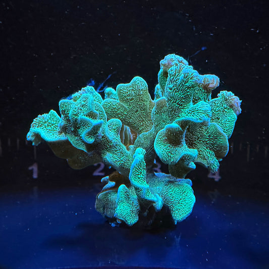 WYSIWYG Mint Pavona Mini Colony