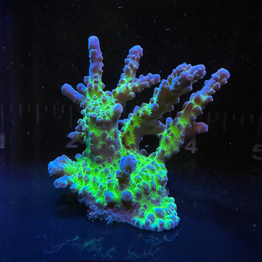 Almost WYSIWYG Miyagi Tort Small Colony