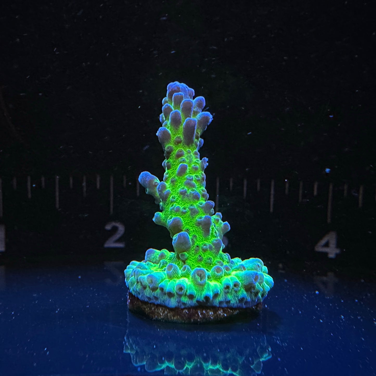 Almost WYSIWYG Large Miyagi Tort Acropora Frag