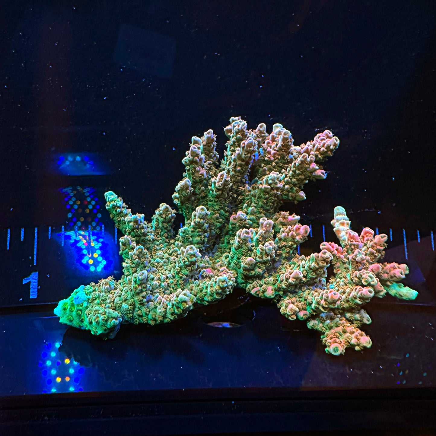 WYSIWYG Bill Murray Chunk Frag #1179