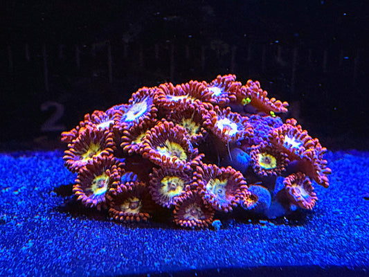 WYSIWYG MD Zoa Frag #1189