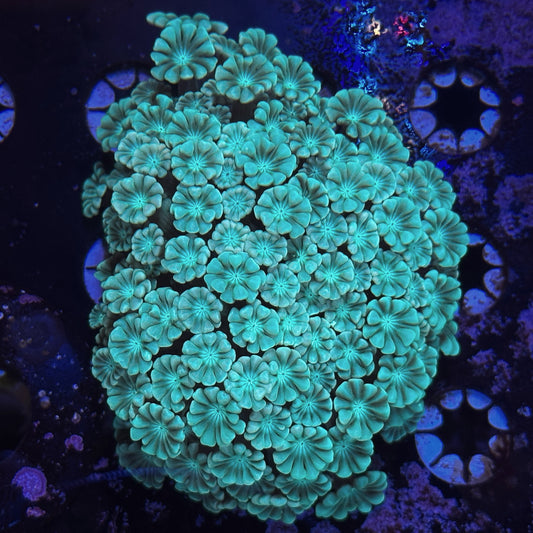 WYSIWYG Rainbow Alveopora Small Colony