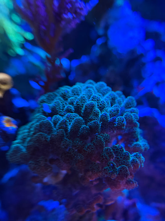 Pocillopra Frag