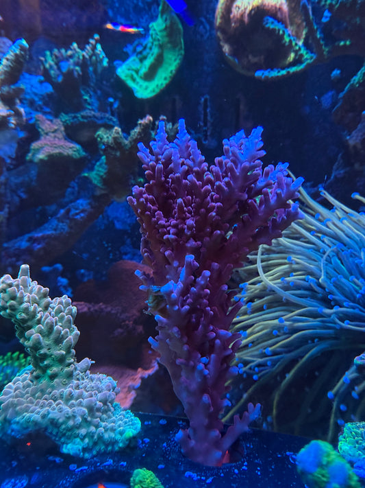 Red Dragon Frag to Order