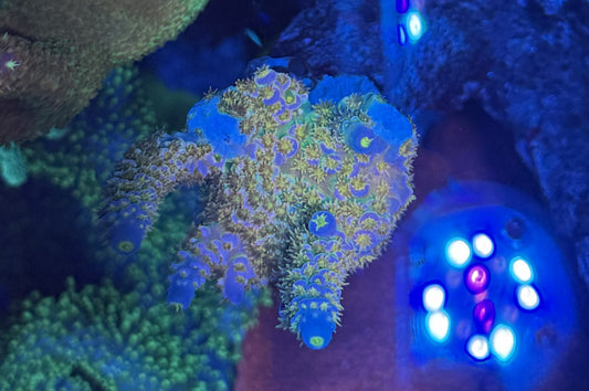 Walt Disney Acropora
