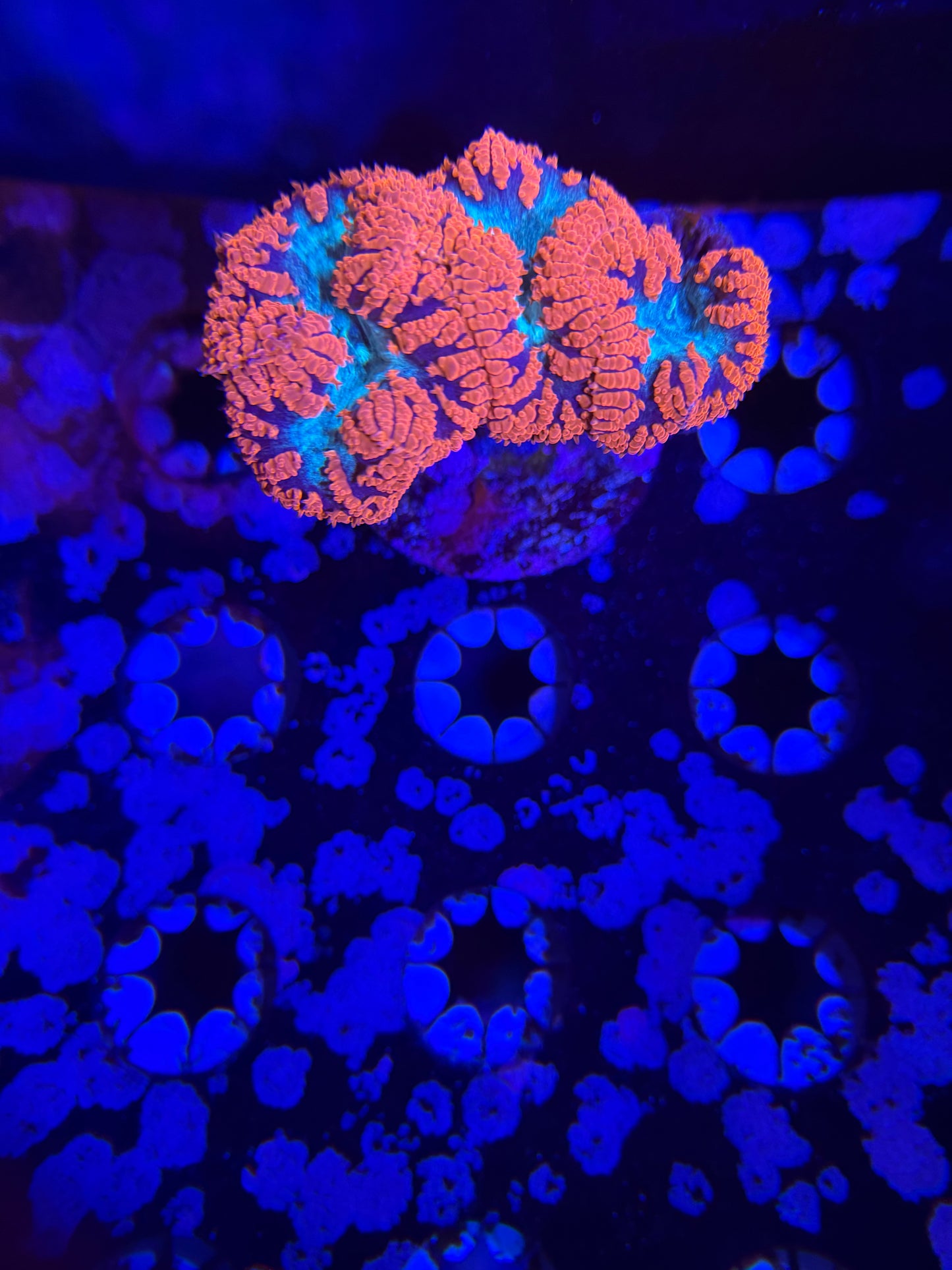 Red Blastomussa