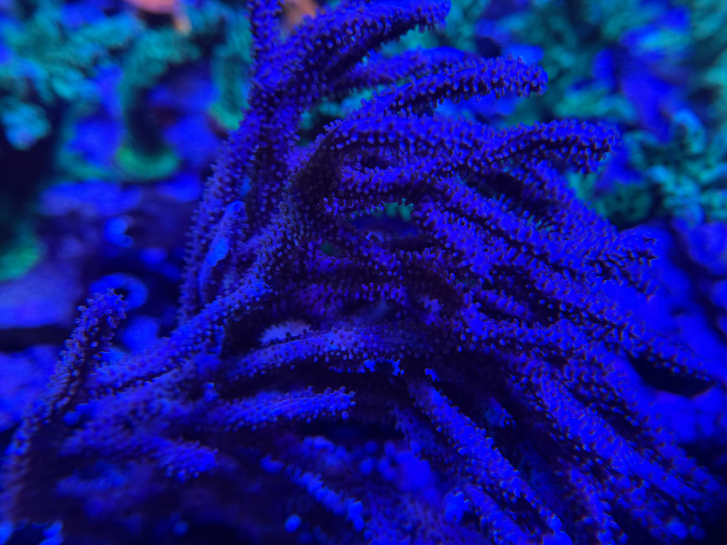 Purple Gorgonian Frag to Order
