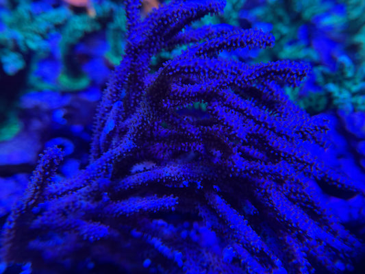 Purple Gorgonian Frag to Order