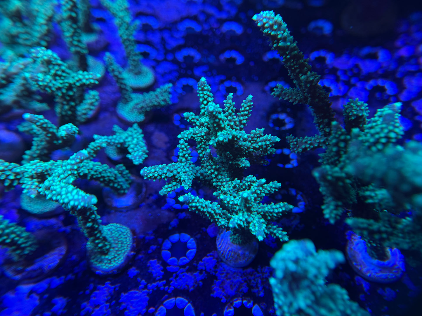 Green Staghorn Acro Small Colony