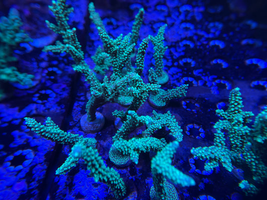 Green Staghorn Acro LG Colony