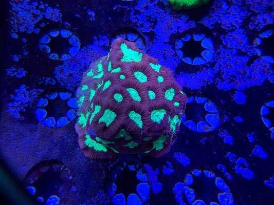 Watermelon Favia