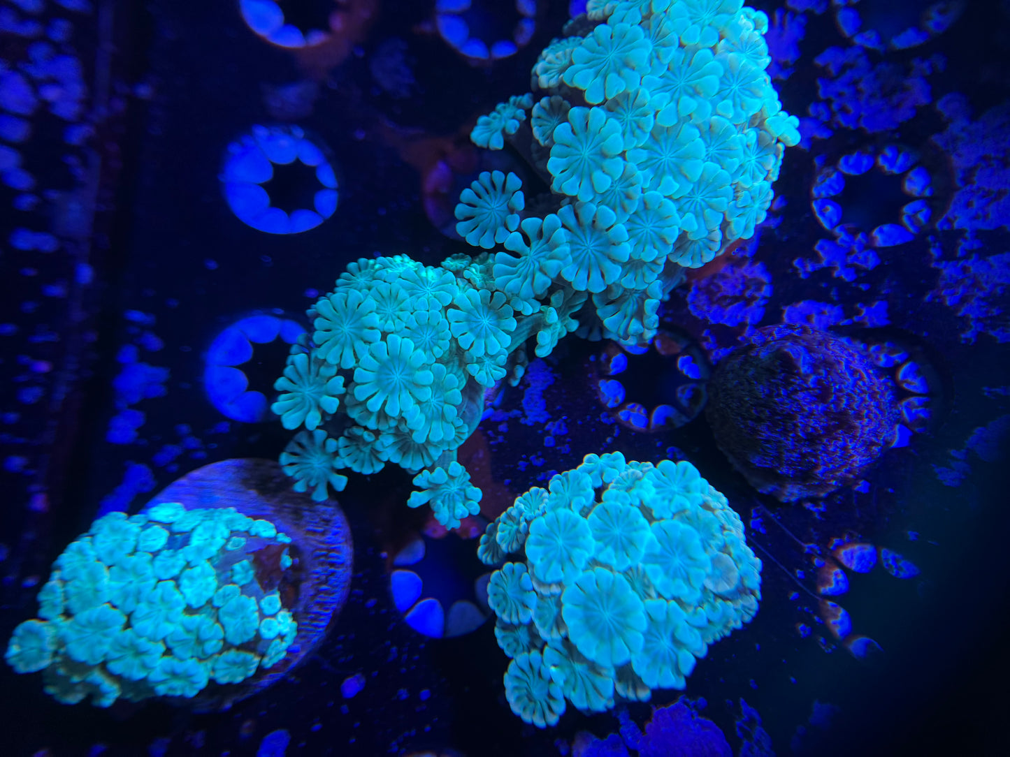 Rainbow Alveopora Frag
