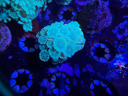 Rainbow Alveopora Frag