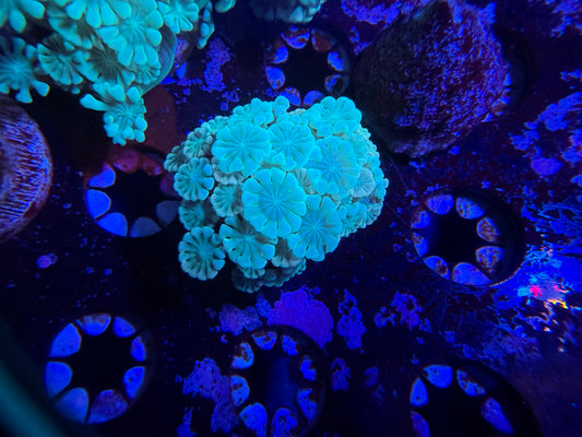 Rainbow Alveopora Frag