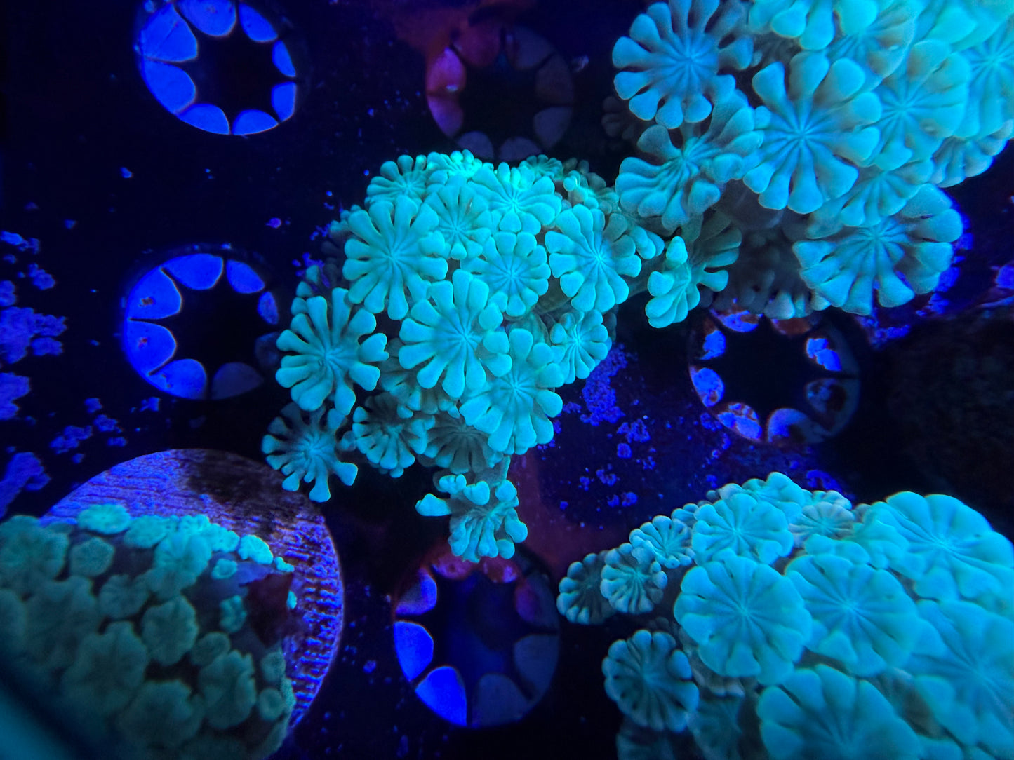 Rainbow Alveopora Frag