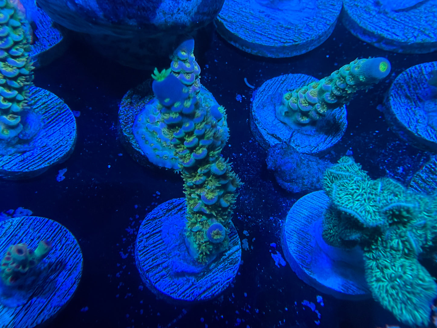 Walt Disney Acropora