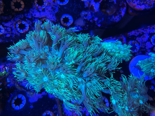 WYSIWYG Indo Green Goniopora Large Colony