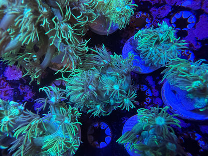Indo Green Goniopora Medium Frag
