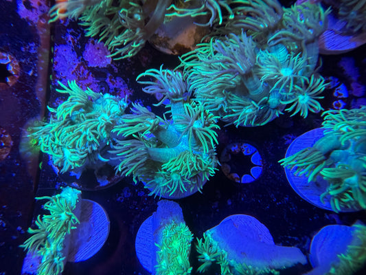 Indo Green Goniopora Medium Frag