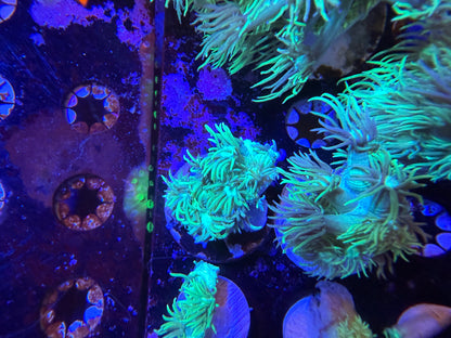 Indo Green Goniopora Medium Frag