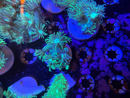 Indo Green Goniopora Medium Frag