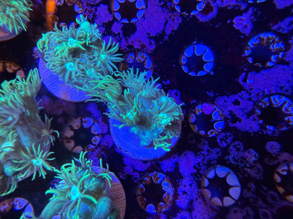 Indo Green Goniopora Medium Frag