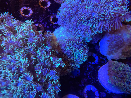 Indo Silver Goniopora LG Frag